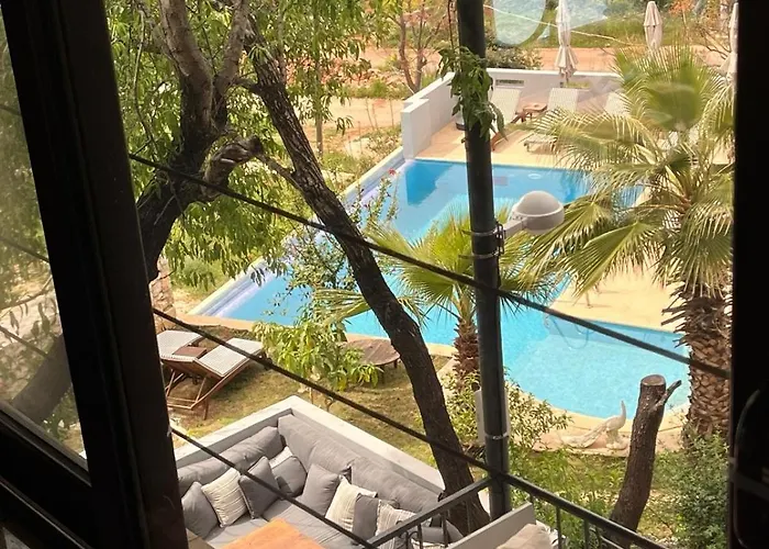 Kale - Adult Only + 15 *