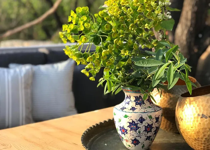 Kale - Adult Only + 15