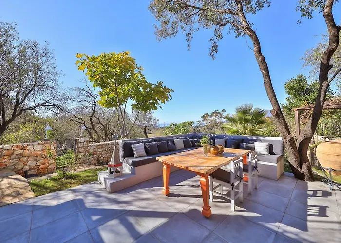 Kale - Adult Only + 15