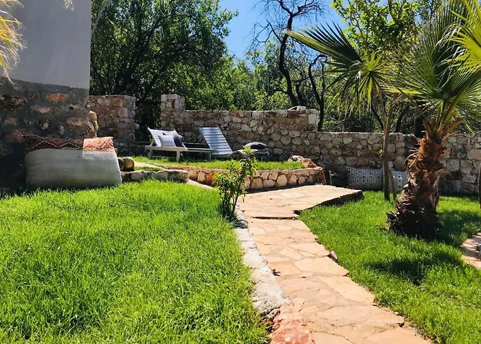 Kale - Adult Only + 15