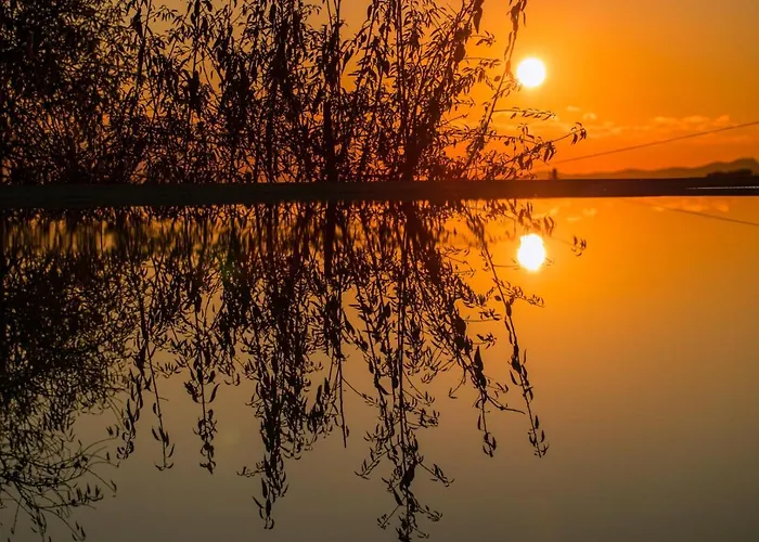 Kale - Adult Only + 15