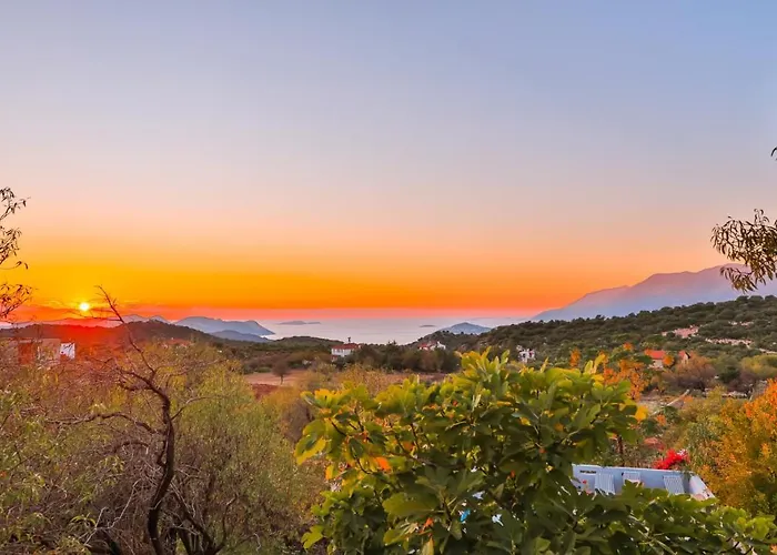 Kale - Adult Only + 15 *